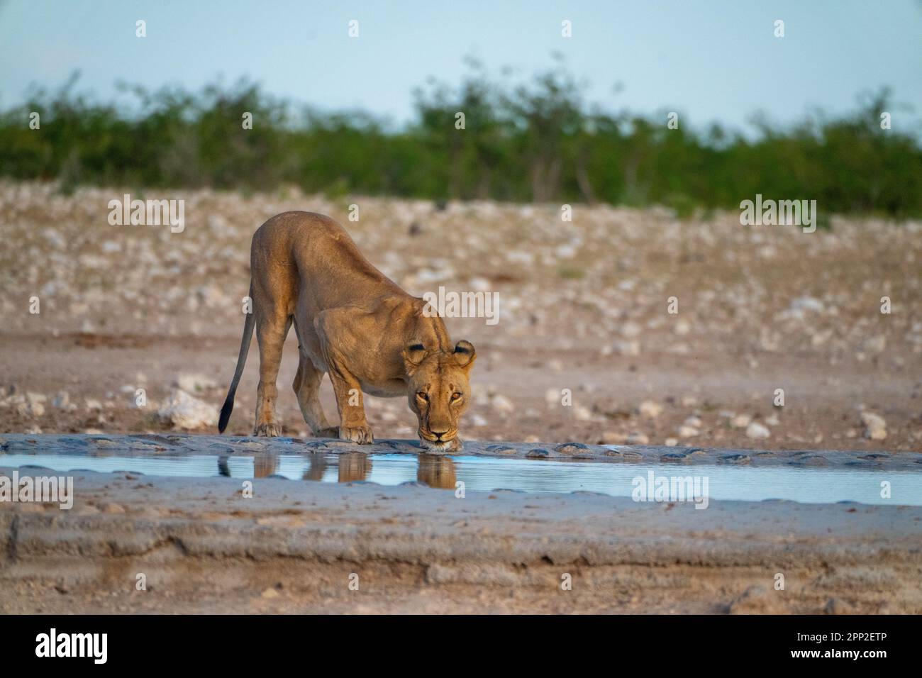 Lioness drinks water in the waterhole Stock Photo