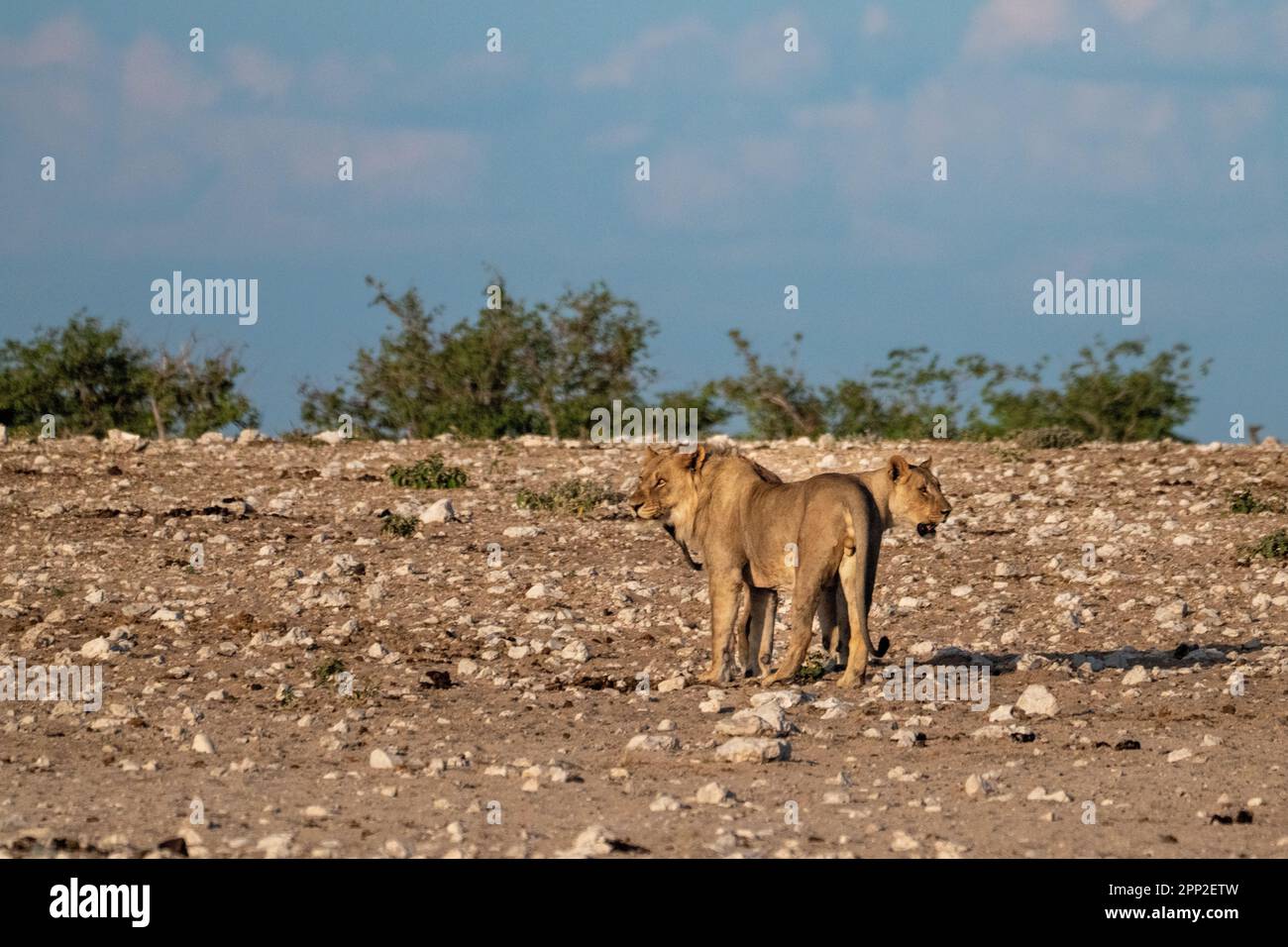 lions and lionesses Stock Photo