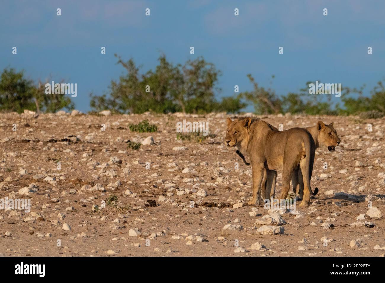 lions and lionesses Stock Photo - Alamy