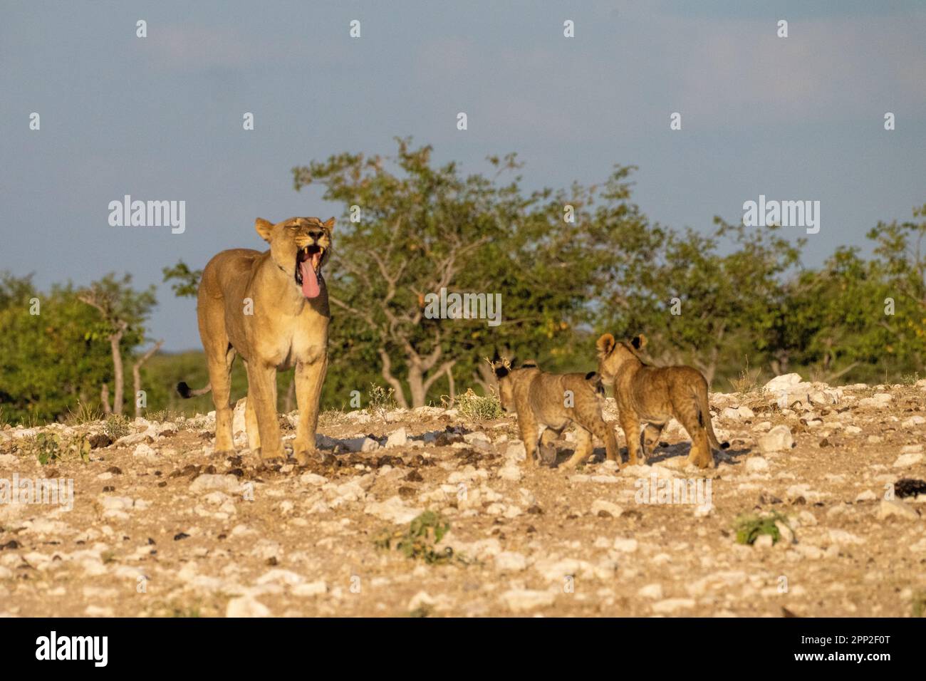 females young males and cubs in  Etosha National Park Stock Photo