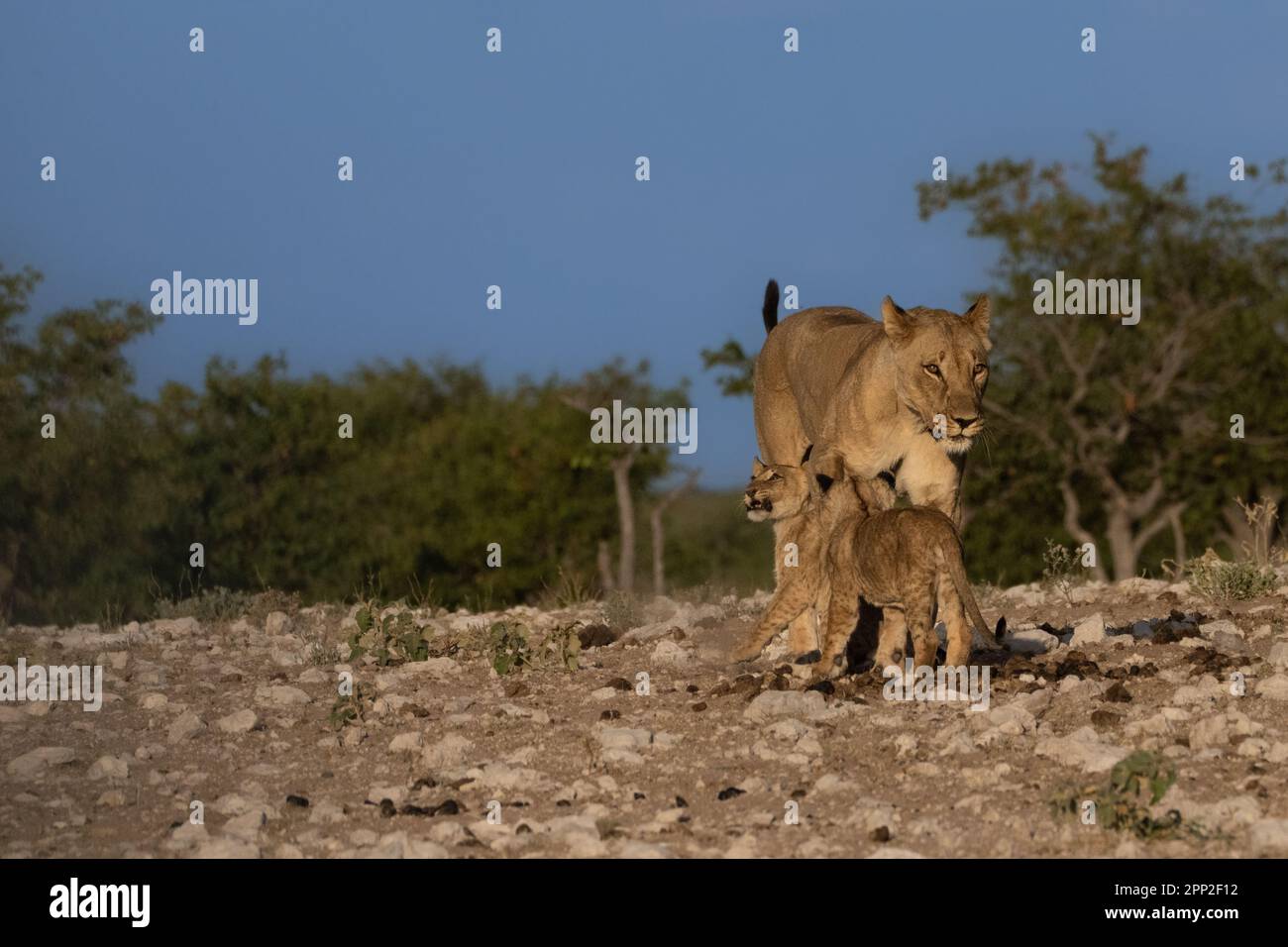 lions and lionesses Stock Photo - Alamy