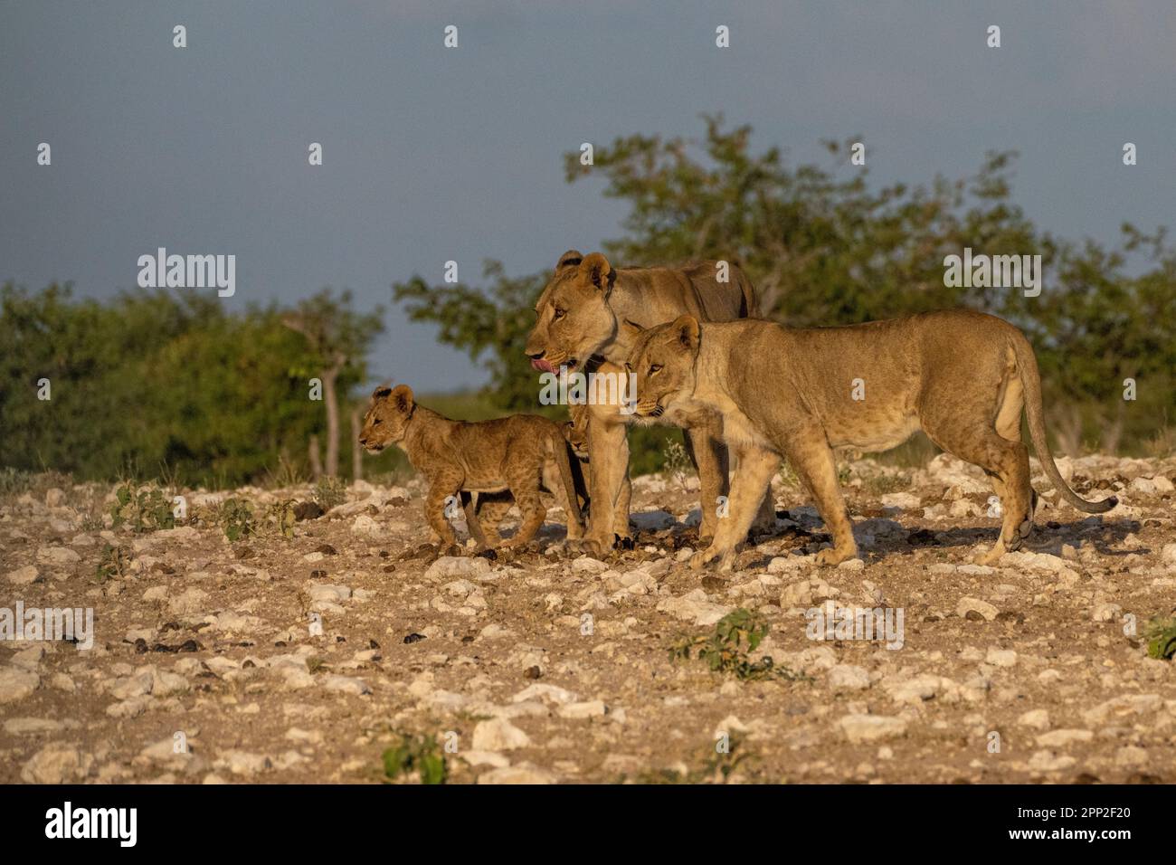 females young males and cubs in  Etosha National Park Stock Photo