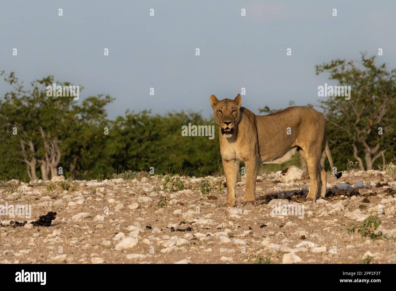 lions and lionesses Stock Photo