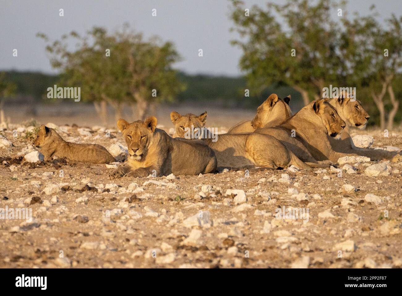 pride of Lions and lionesses Stock Photo