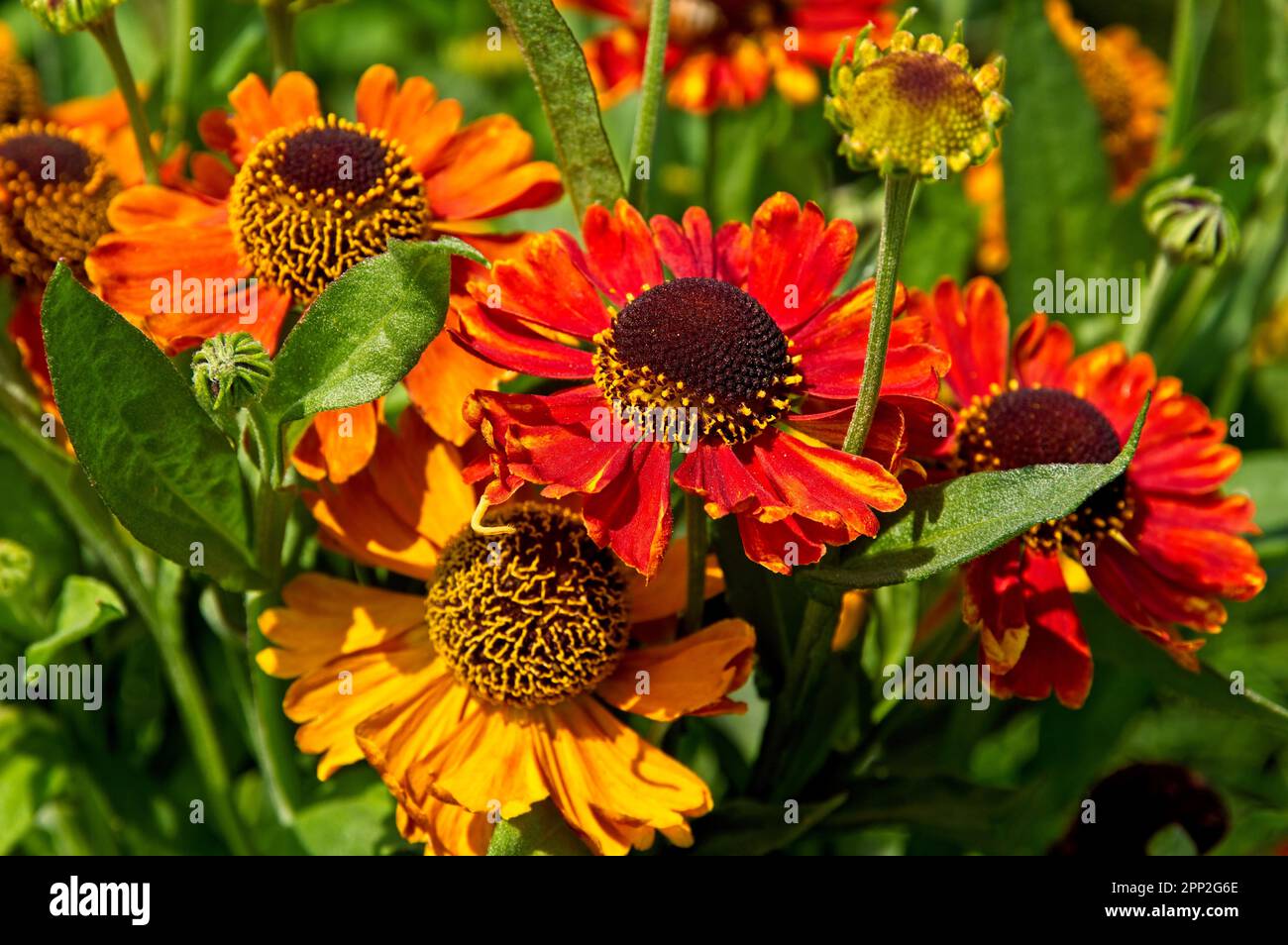 Vibrant red, orange, and yellow flower petals in a field of wildflowers Stock Photo
