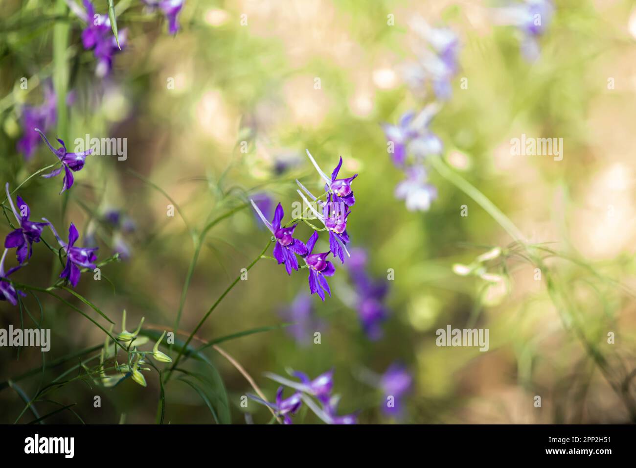 Consolida regalis purple flowers used in non-traditional medicine in medow Stock Photo