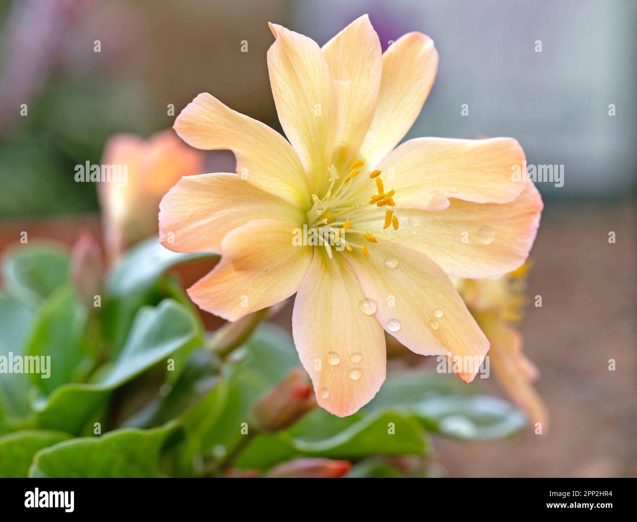 Beautiful apricot flower of Lewisia tweedyi with water droplets Stock Photo