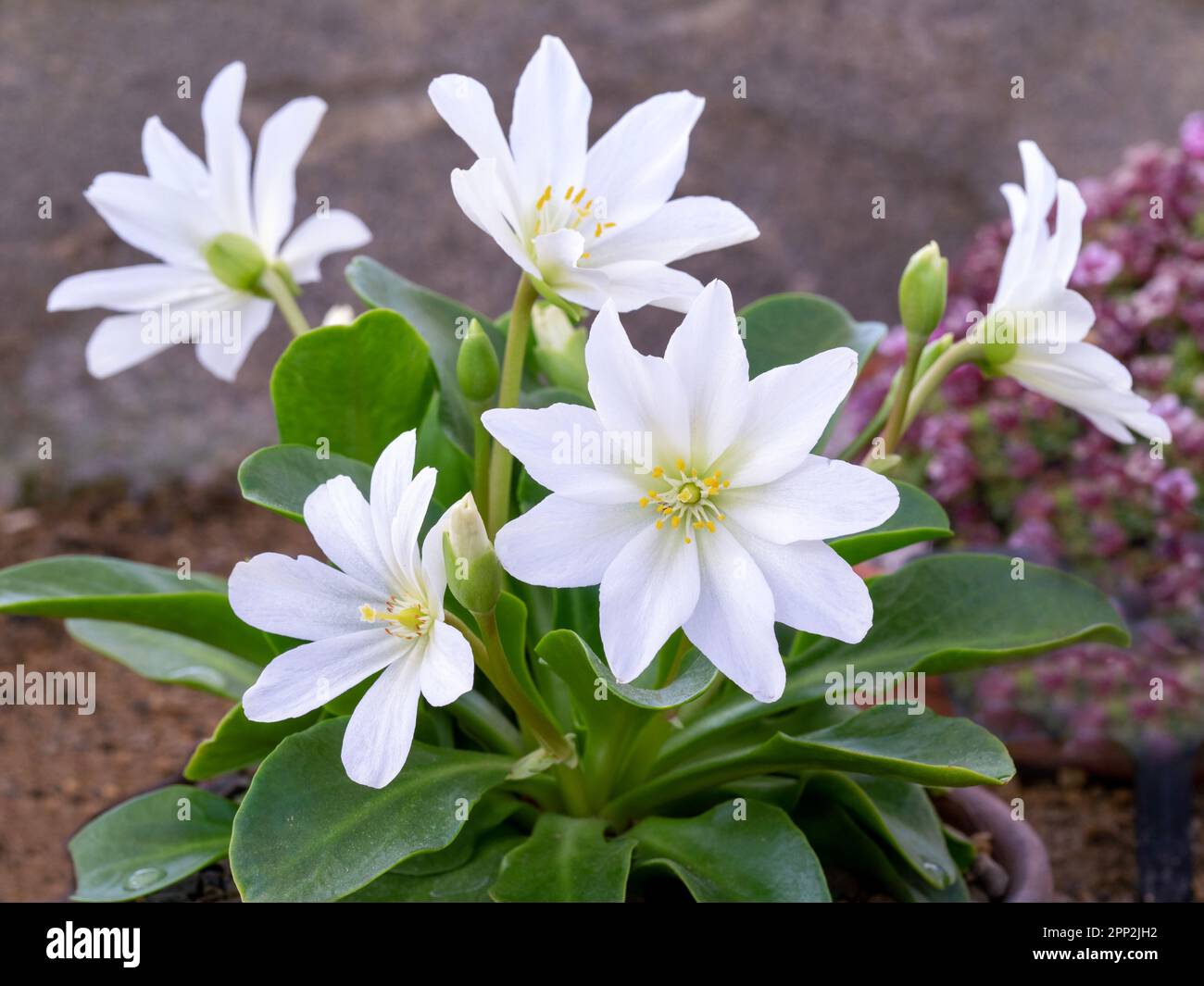 Beautiful white flowers of Lewisia tweedyi Alba Stock Photo