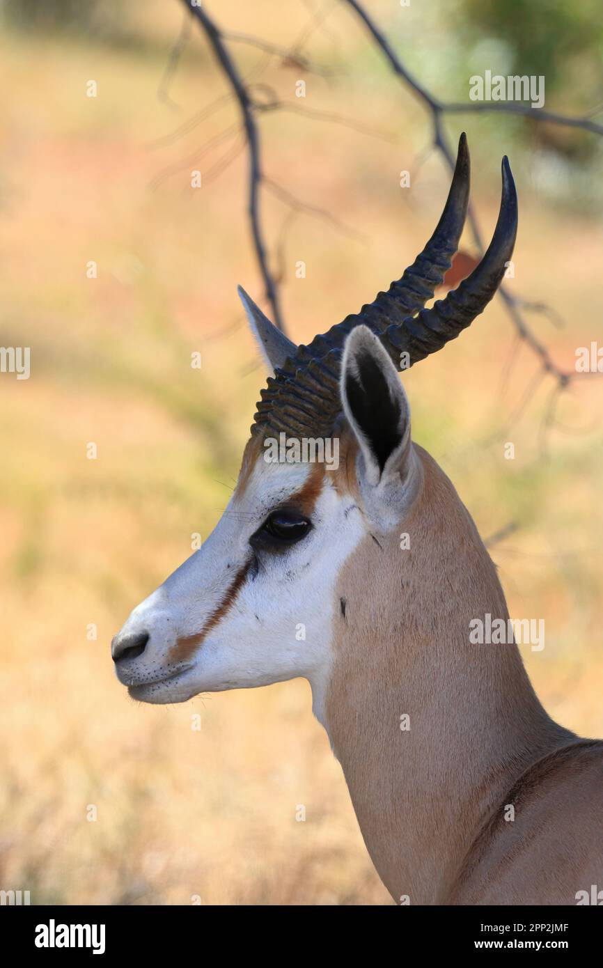 Insaaf Springbok Portrait springbok in wild hi-res stock photography and images - Alamy