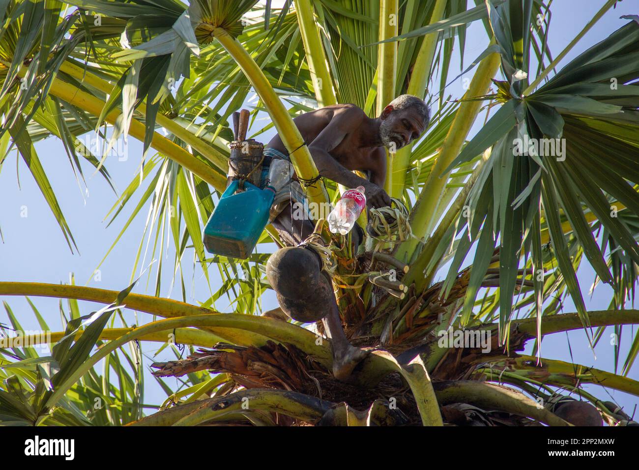Kanthaiya Rasarathnam collects palm wine, also known as toddy, in Jaffna, Sri Lanka on Feb. 15, 2023. Rasarathnam, who has sold toddy for 49 years, says it is a dangerous but lucrative business. He prays to God, he says, as he climbs the trees. (Vijayatharsiny Thinesh/Global Press Journal) Stock Photo