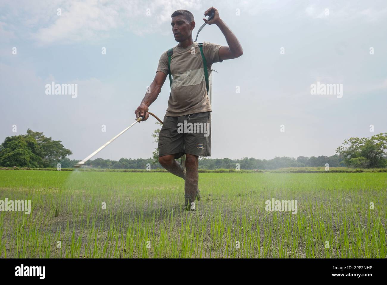 Thayappu Robinsan sprays herbicide on paddy fields in Cheddikulam, Sri Lanka, on Nov. 18, 2022. Though the government has lifted a ban on agrochemical imports, their prices have increased threefold because of the economic crisis. (Thayalini Indrakularasa/Global Press Journal) Stock Photo