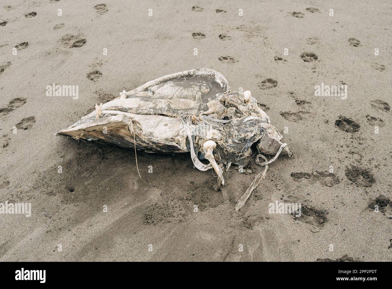 A dead sea turtle surrounded by stray dog paws on a black sand beach. The paws are from the dogs that ate what they could from the carcass, Stock Photo