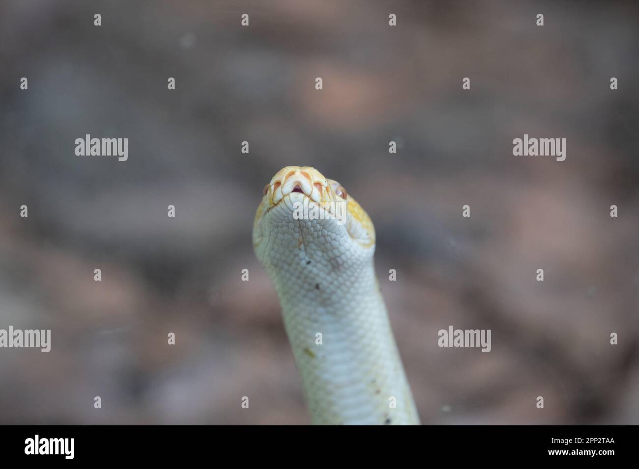 The Burmese Python is a small albino snake that is very agile in ...