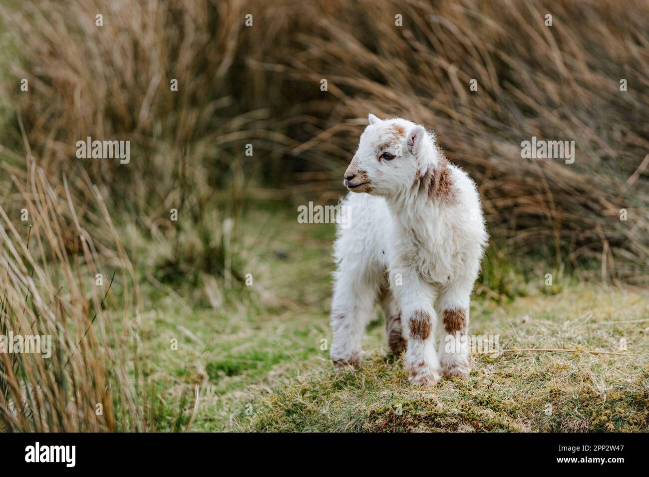 Sheep wales slate hi-res stock photography and images - Alamy