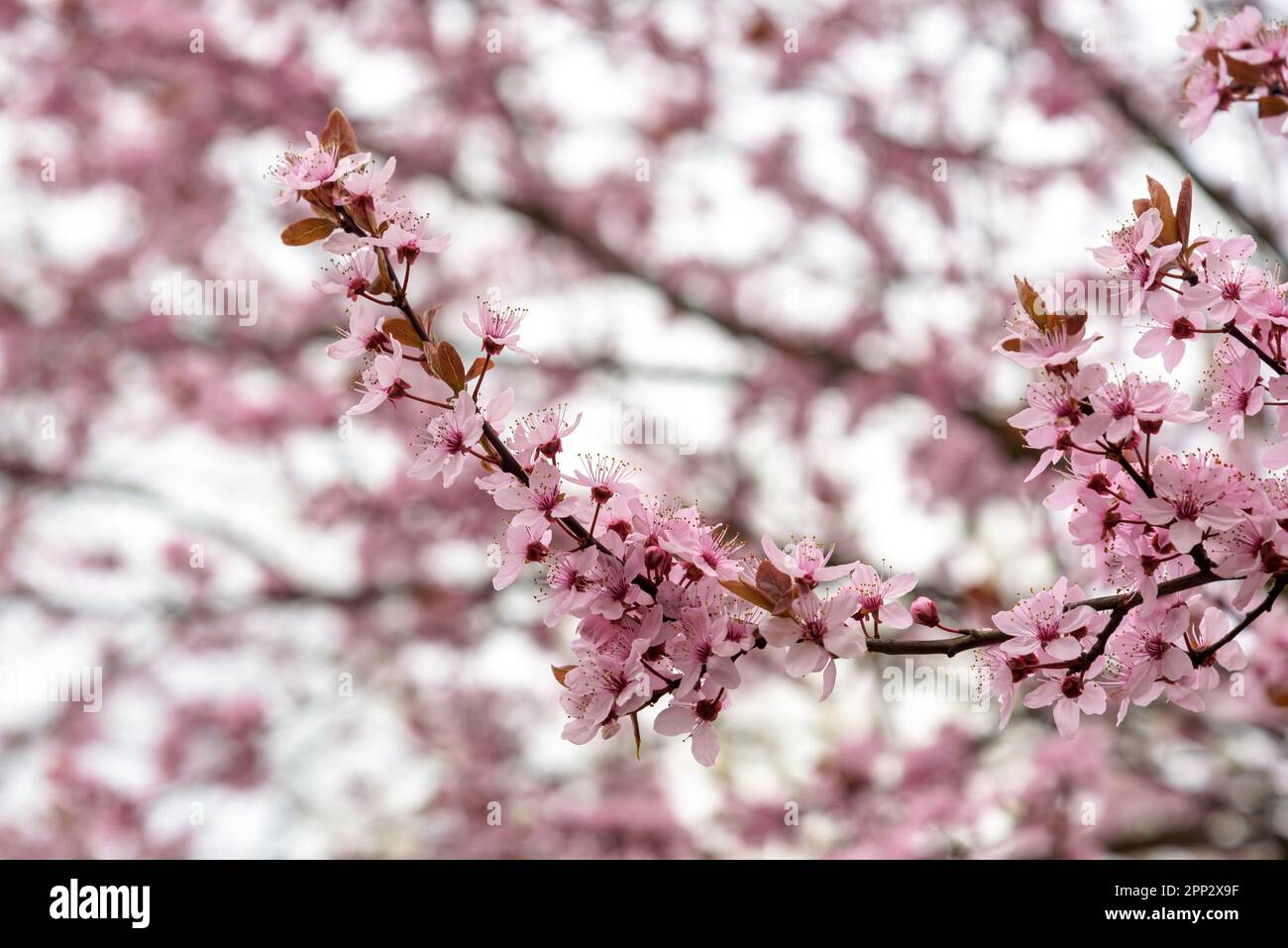 Branch of an cherry tree hi-res stock photography and images - Alamy
