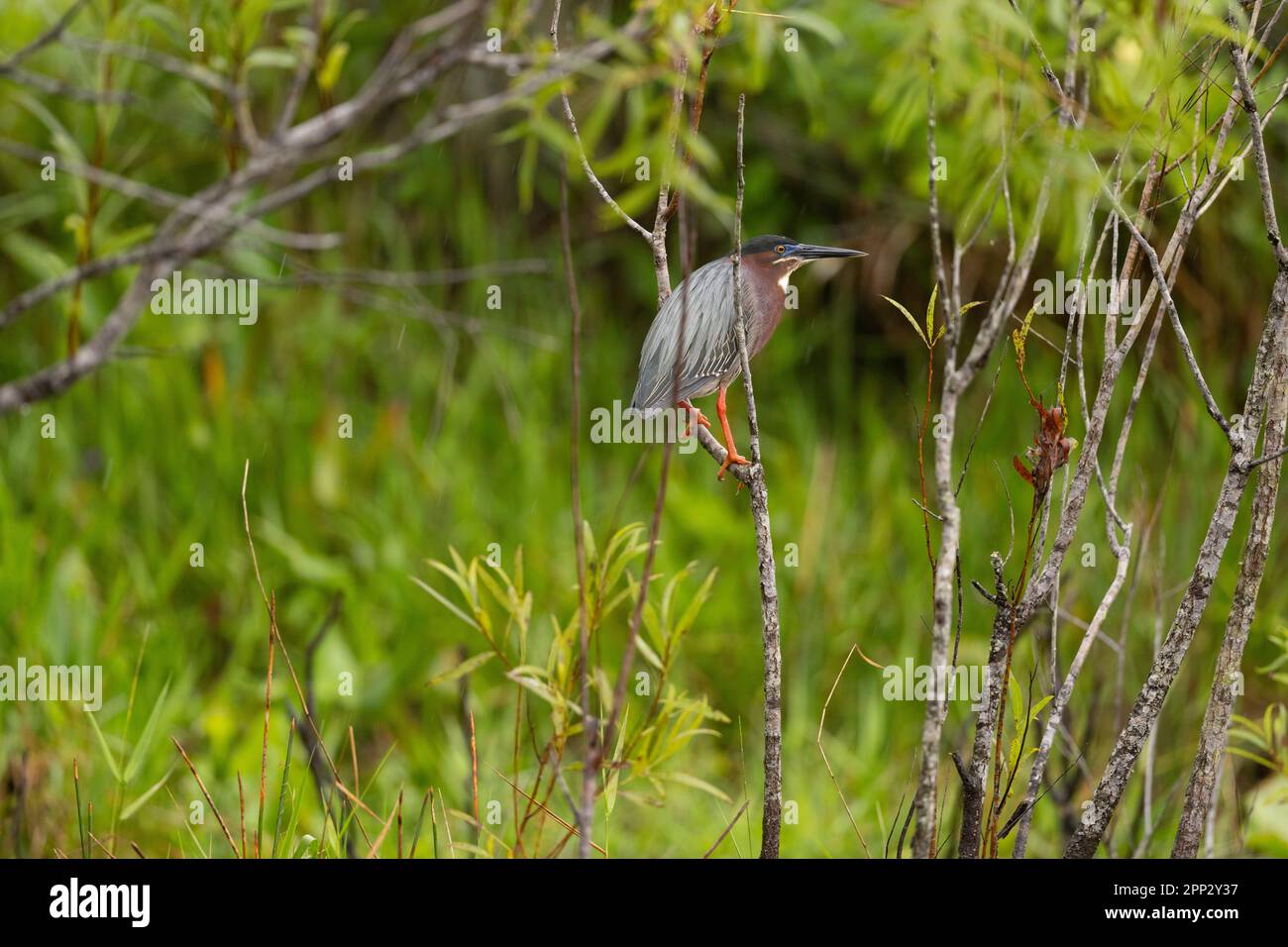 Adult green heron, Everglades Stock Photo
