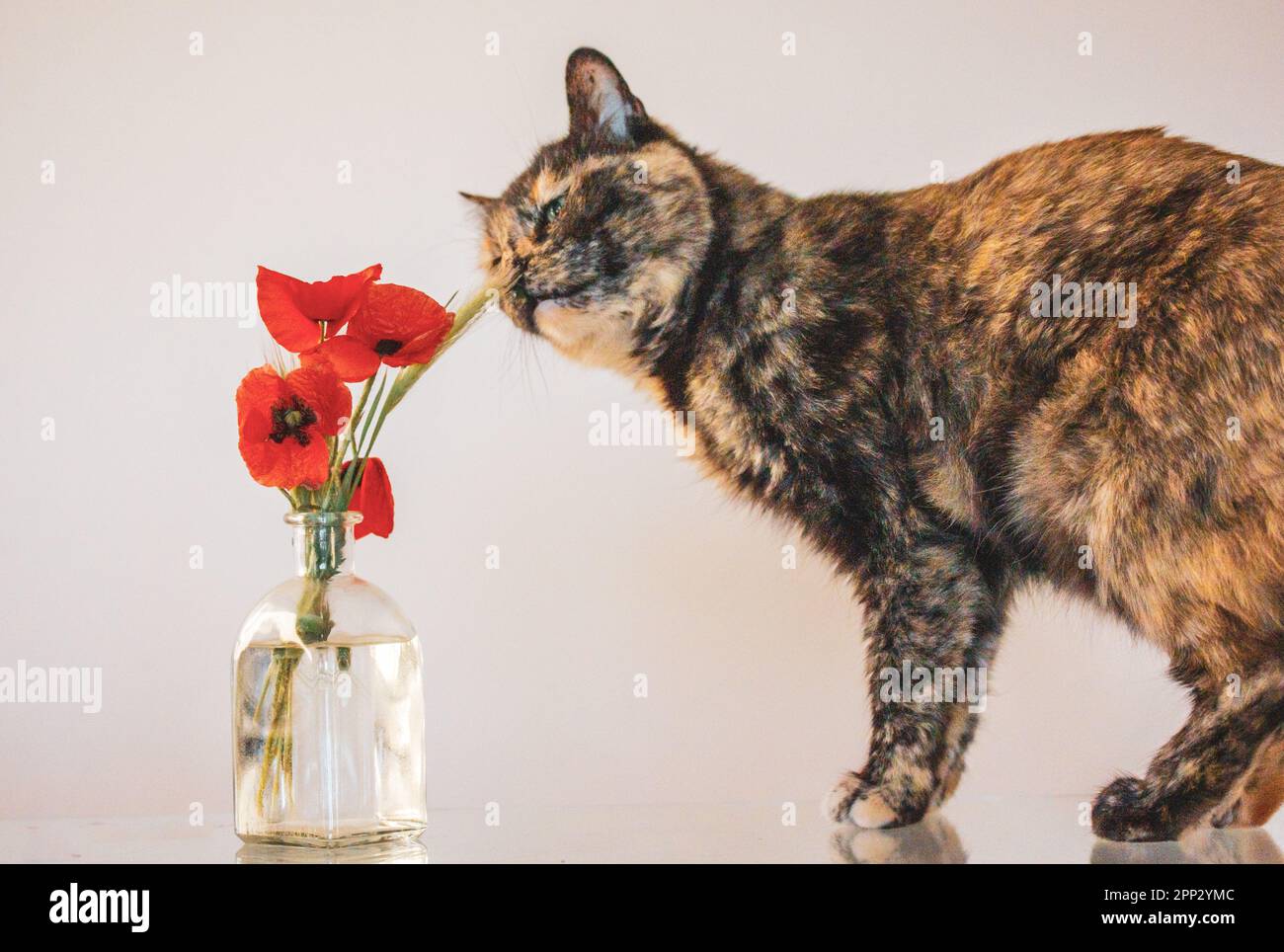 Beautiful multicolored black orange tortoiseshell cat with green eyes is smelling sniffing red poppies in a vase on a table. Feline pet at home. Flora Stock Photo