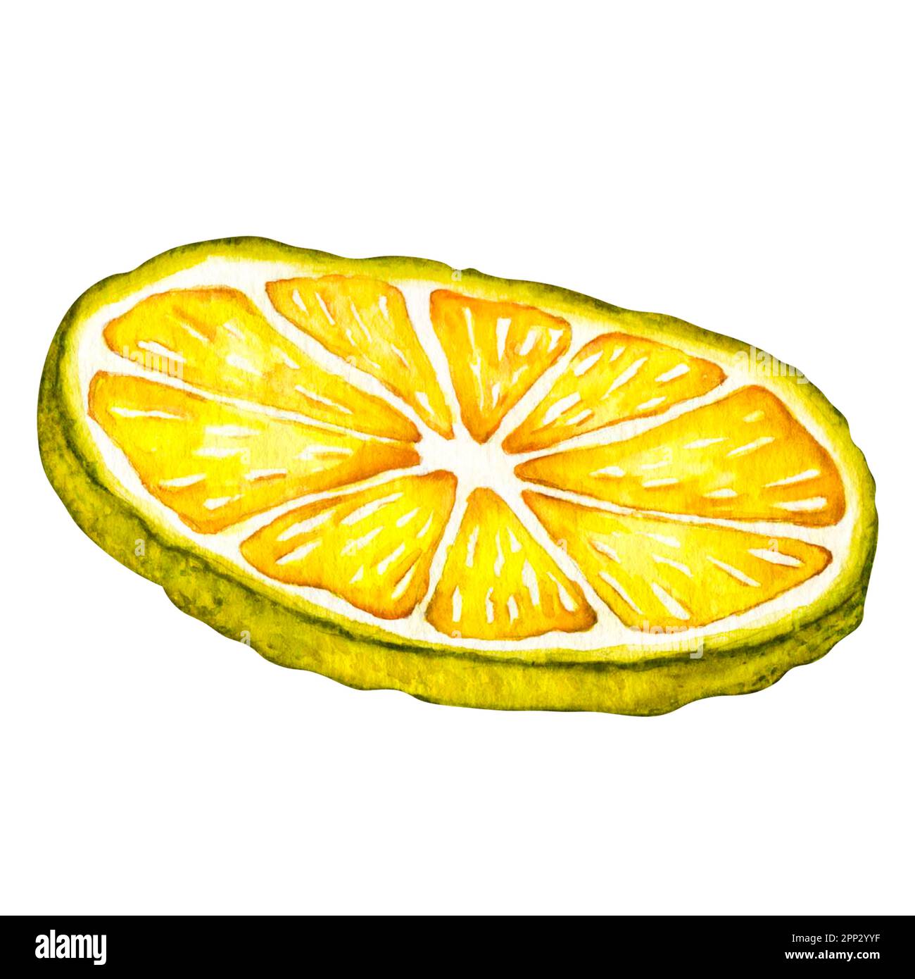 Watercolor lemon slice. Hand drawn botanical illustration of yellow