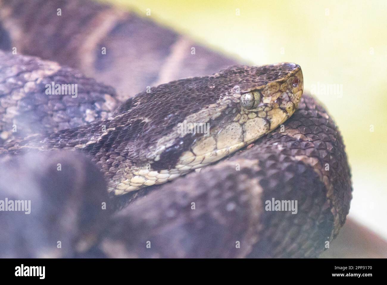 Jararaca Snake (Bothrops Jararaca) on the ground. Poisonous Brazilian snake. Caiçara snake, urutu snake Stock Photo