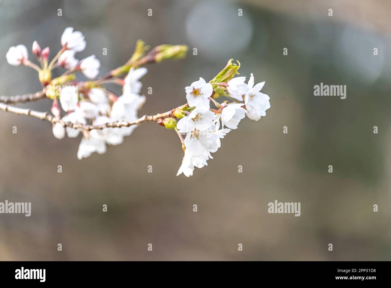 High park cherry blossoms hi-res stock photography and images - Alamy