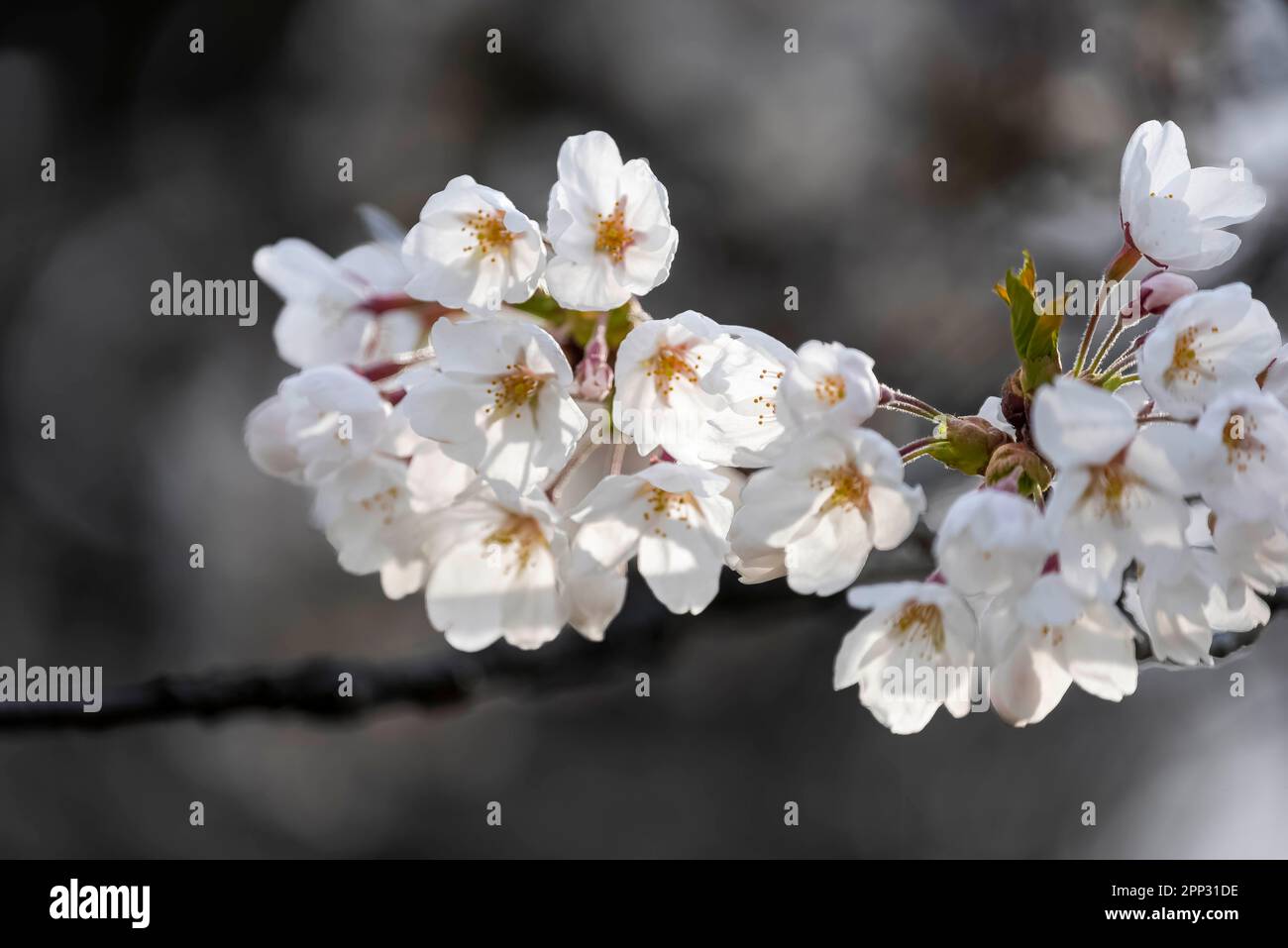 Cherry Blossoms in high Park Stock Photo Alamy