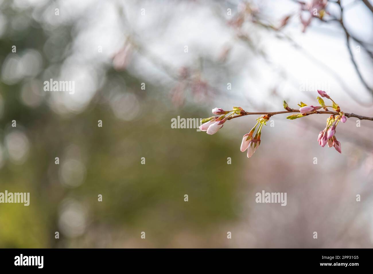 High park cherry blossoms hi-res stock photography and images - Alamy