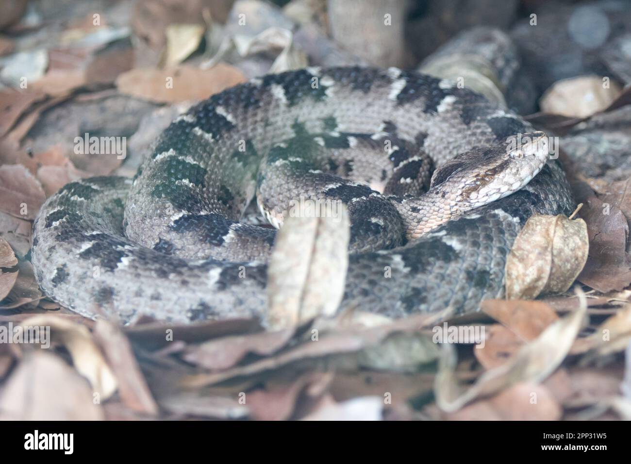 Jararaca Snake (Bothrops Jararaca) on the ground. Poisonous Brazilian ...