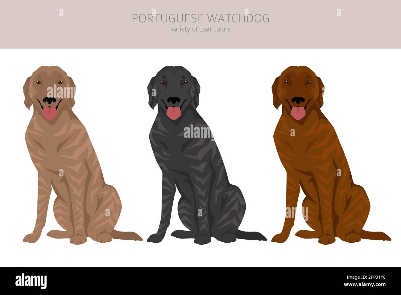 Portuguese Watchdog clipart. All coat colors set. All dog breeds