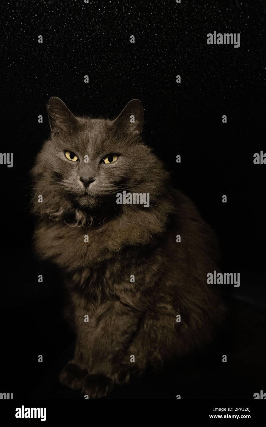 Vertical view full body image of longhair gray domestic cat sitting upright against isolated black background with stars behind. Stock Photo