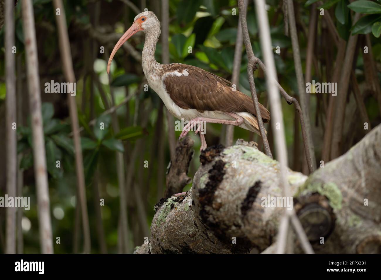 Juvenile white ibis on branch, Everglades Stock Photo