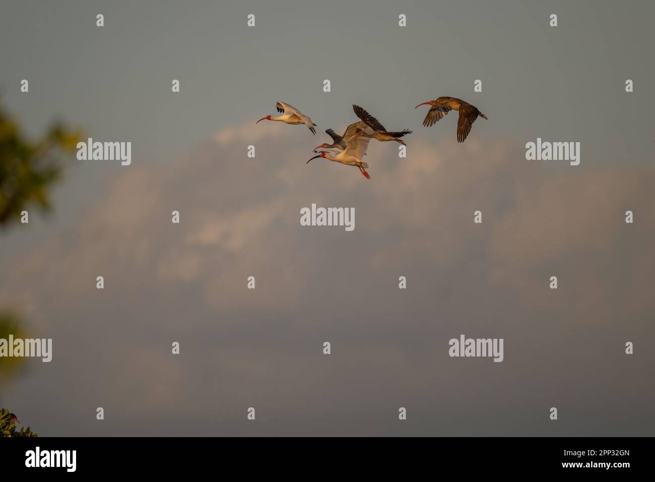 White Ibis in flight, Everglades Stock Photo
