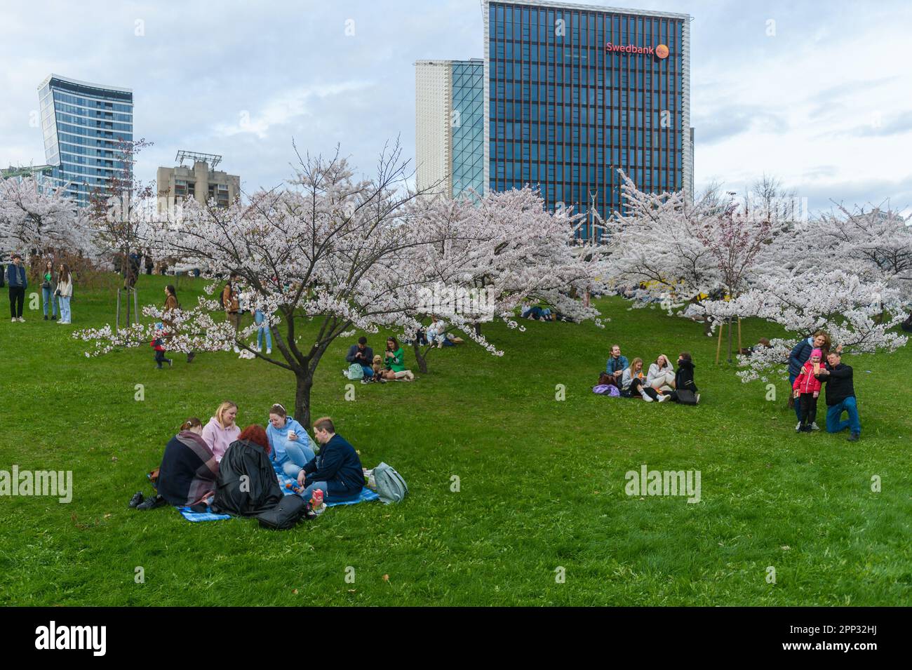 Vilnius, Lithuania. 21st Apr, 2023. People sit under blossoming cherry trees at Sakura Park in Vilnius. Sakura Park was established in 2001 to mark the 100th birth anniversary of Japanese diplomat Chiune Sugihara, who served as vice-consul for the Japanese Empire in Kaunas, Lithuania. During the Second World War, Sugihara helped about 6,000 Jews from Lithuania, Poland and Germany flee Europe by issuing them transit visas so they could travel through Japanese territory. (Photo by Yauhen Yerchak/SOPA Images/Sipa USA) Credit: Sipa USA/Alamy Live News Stock Photo