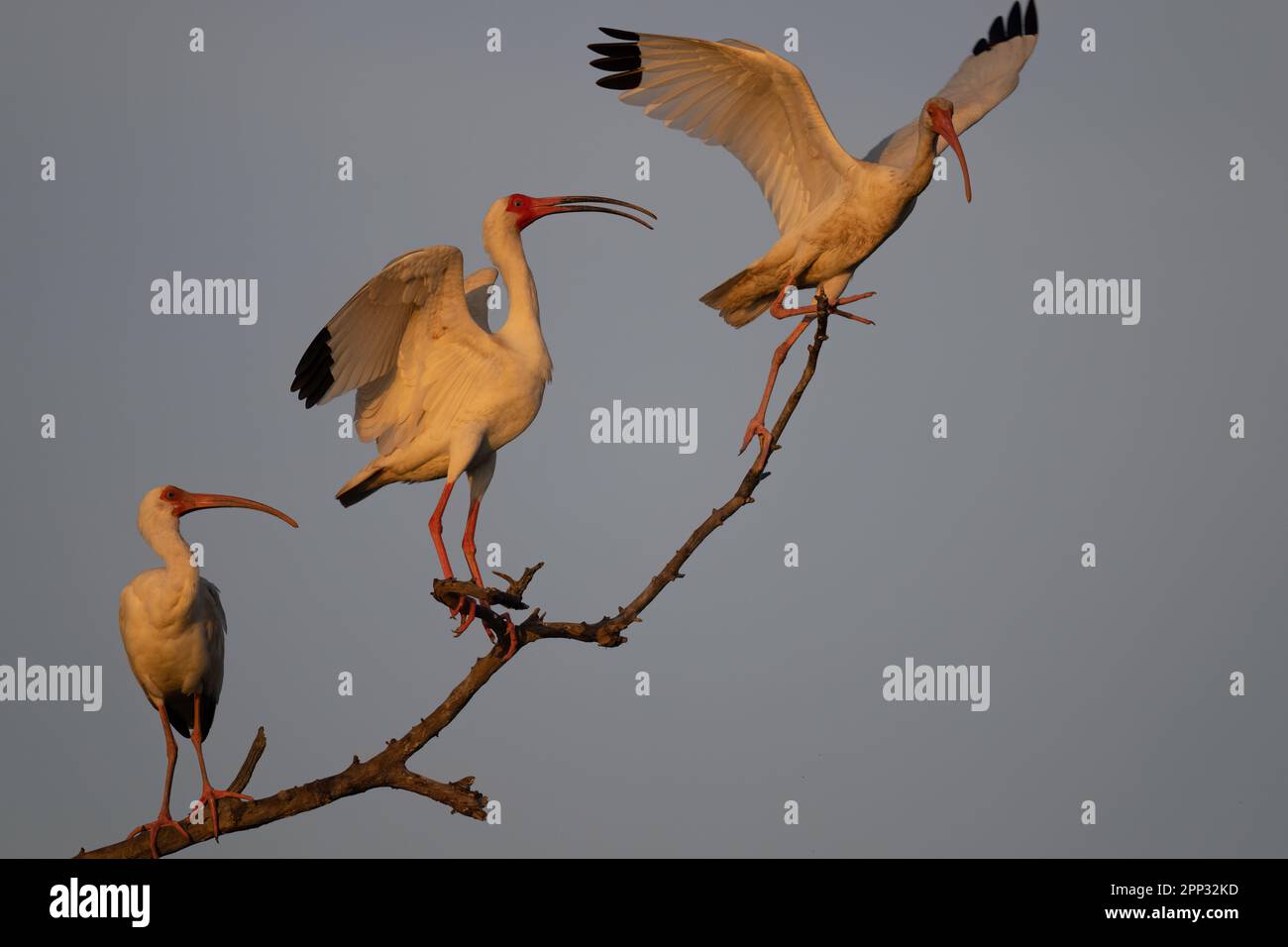 Three white ibis on a branch, Everglades Stock Photo