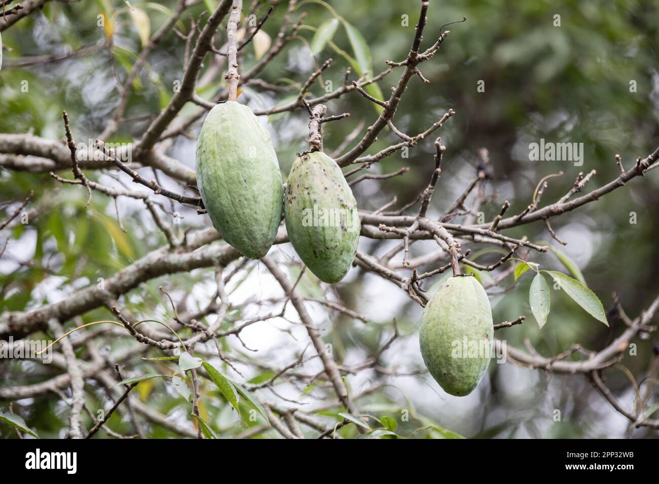 Silk Floss Tree Fruit