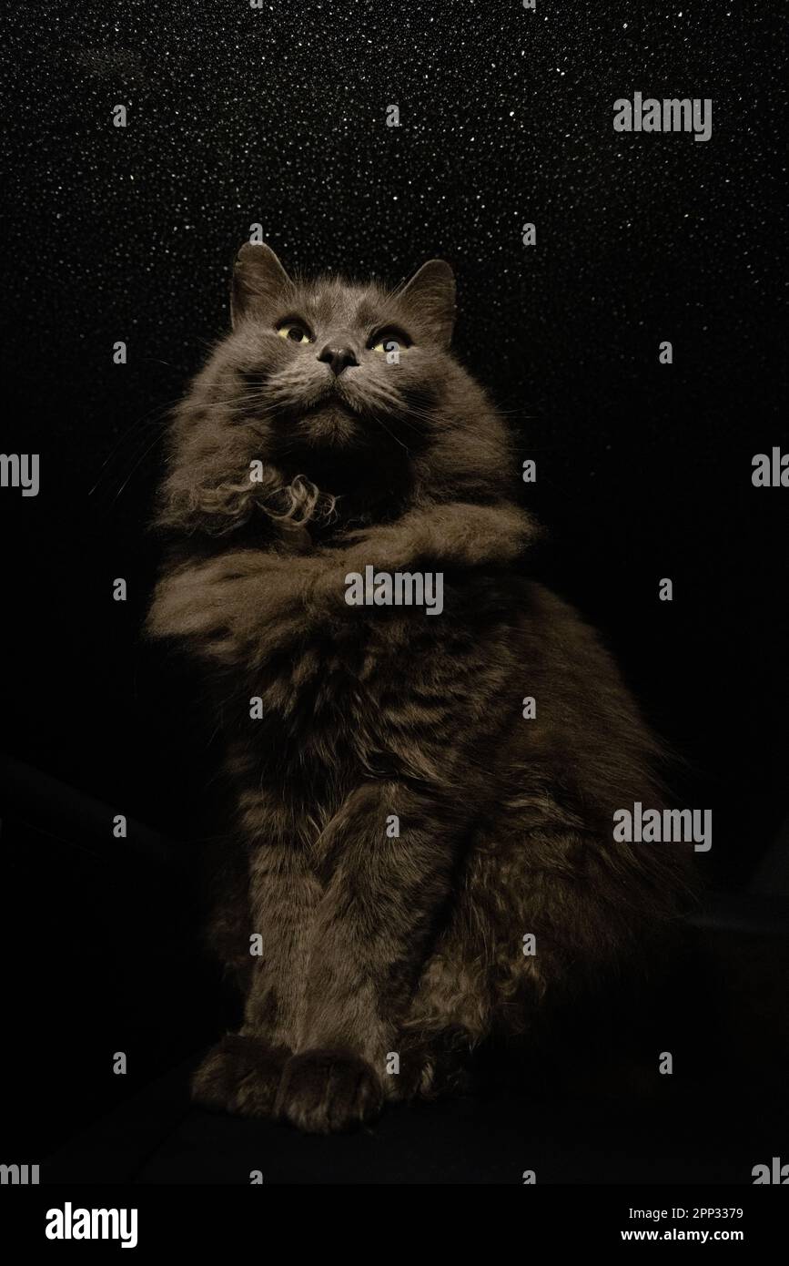 Low angle view vertical image full body of longhair gray domestic cat sitting upright against isolated black background with stars behind. Stock Photo