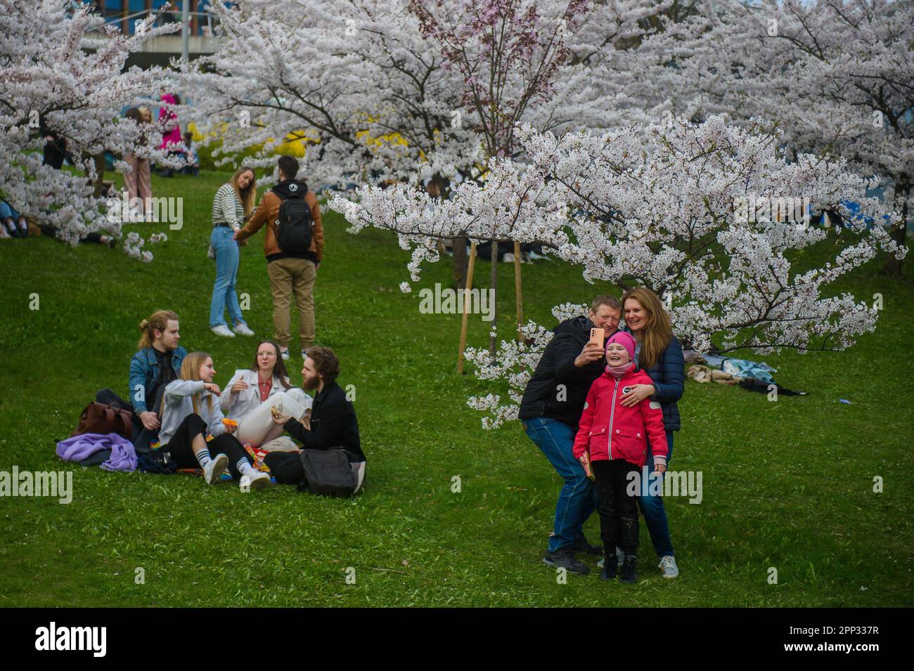 Vilnius, Lithuania. 21st Apr, 2023. People enjoy blossoming cherry trees at Sakura Park in Vilnius. Sakura Park was established in 2001 to mark the 100th birth anniversary of Japanese diplomat Chiune Sugihara, who served as vice-consul for the Japanese Empire in Kaunas, Lithuania. During the Second World War, Sugihara helped about 6,000 Jews from Lithuania, Poland and Germany flee Europe by issuing them transit visas so they could travel through Japanese territory. (Credit Image: © Yauhen Yerchak/SOPA Images via ZUMA Press Wire) EDITORIAL USAGE ONLY! Not for Commercial USAGE! Stock Photo