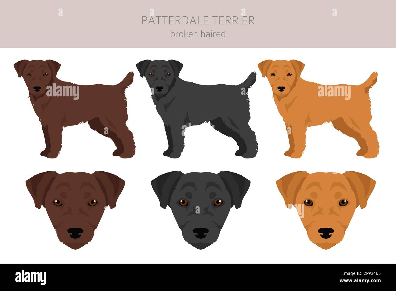 Patterdale terrier broken haired clipart. All coat colors set. All dog