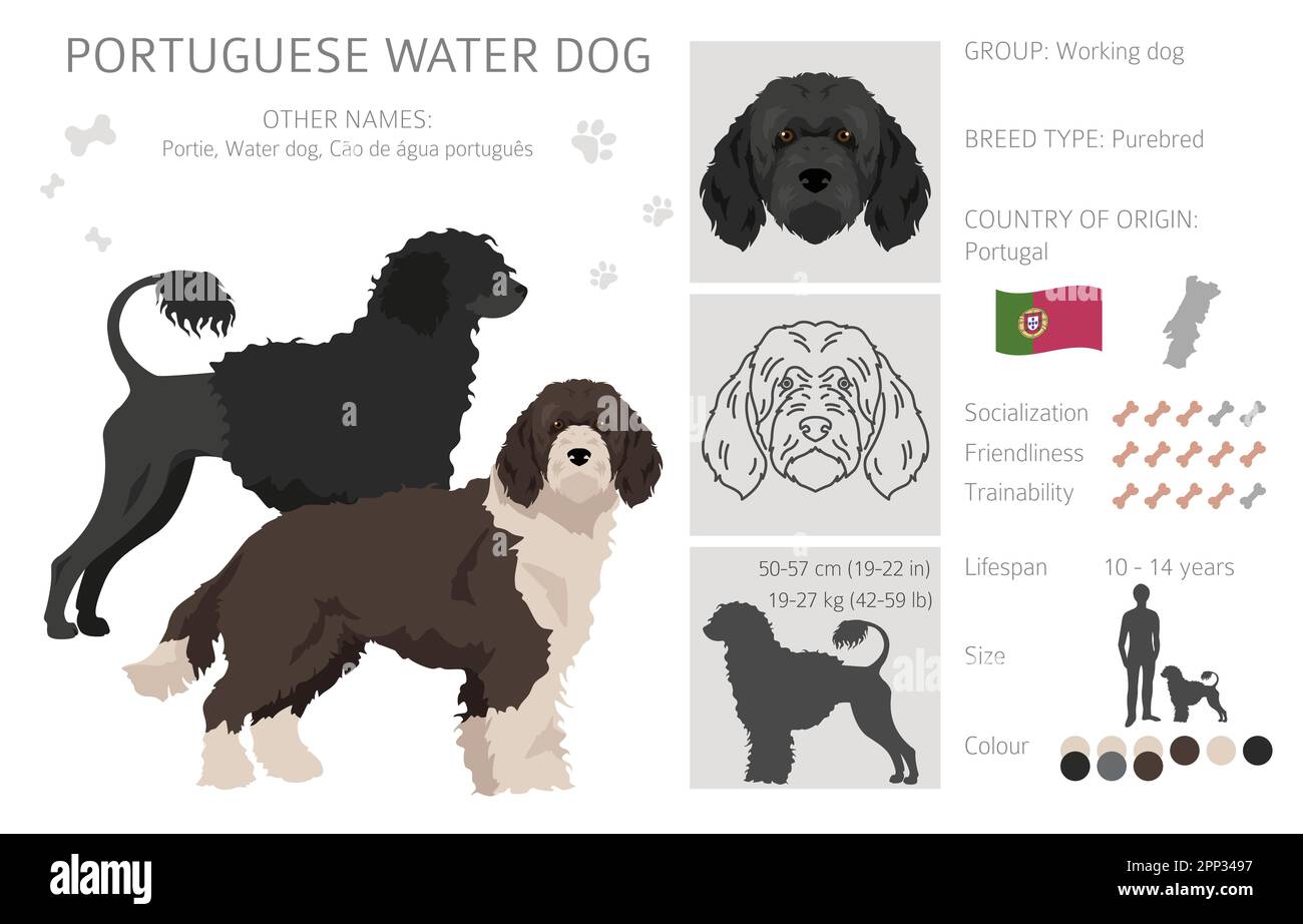Portuguese water dog clipart. Different poses, coat colors set. Vector