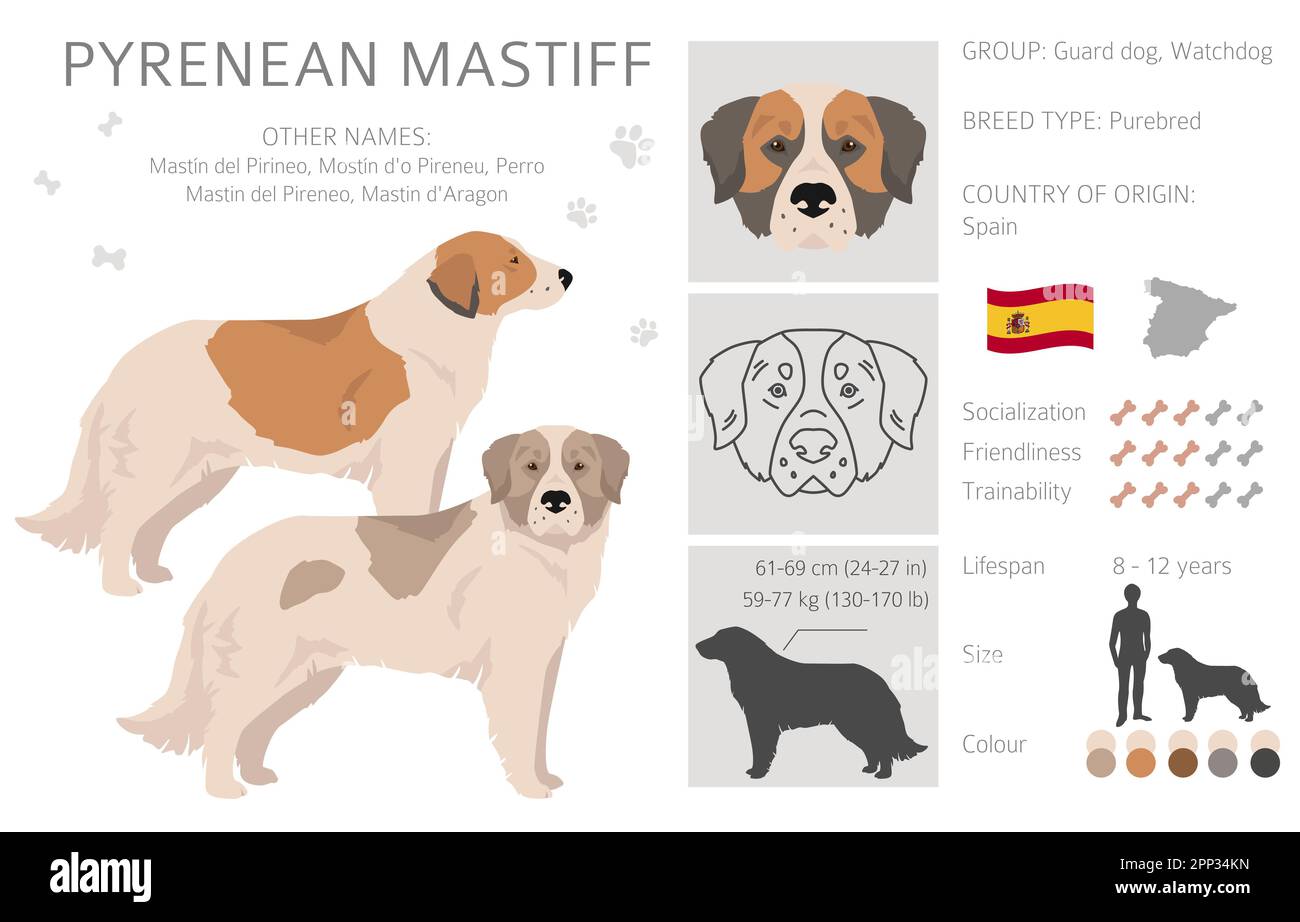 Pyrenean mastiff clipart. Different poses, coat colors set.  Vector illustration Stock Vector