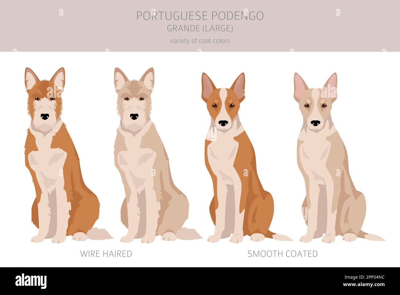 Portuguese Podengo Grande clipart. Different poses, coat colors set.  Vector illustration Stock Vector