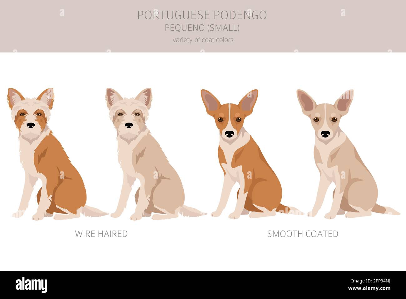 Portuguese Podengo Pequeno clipart. Different poses, coat colors set.  Vector illustration Stock Vector