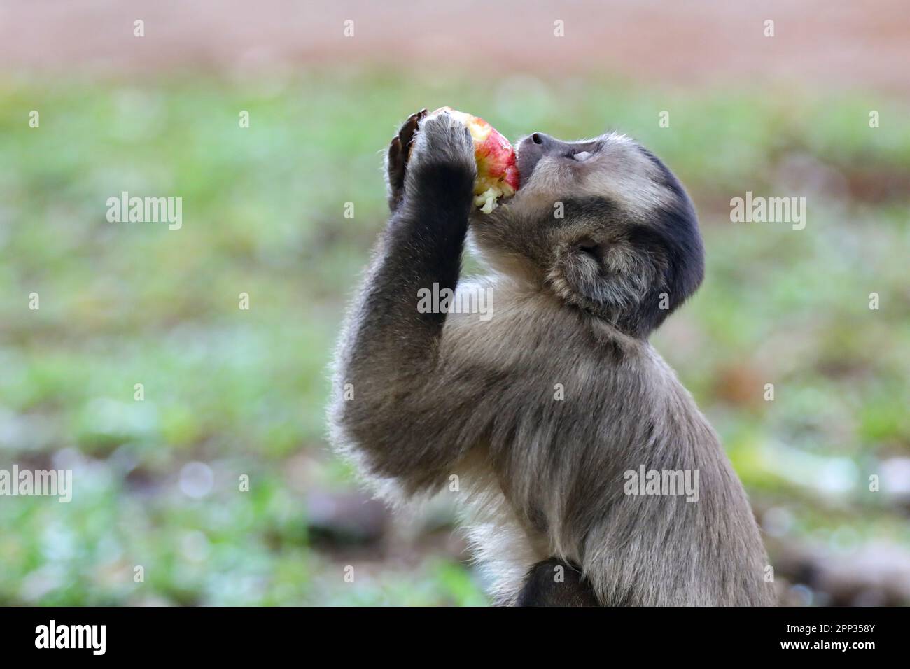 Capuchin monkey (sapajus), typical Brazilian monkey. Stock Photo
