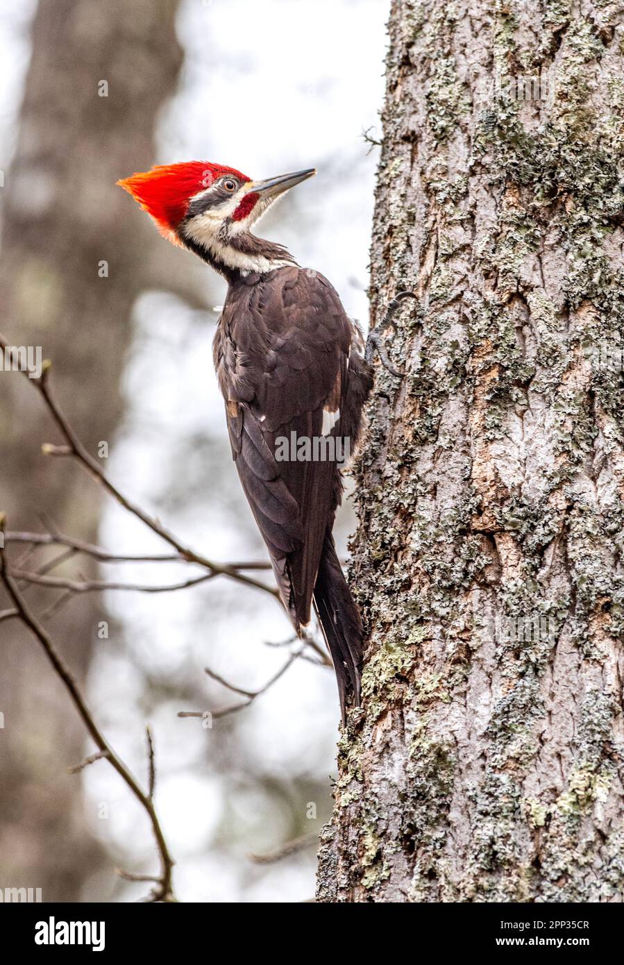 A Pileated woodpecker rests on a tree trunk getting ready to peck away on the bark. Stock Photo