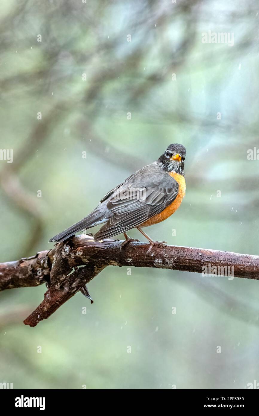 An American Robin rests on a tree branch between flights to collect nesting material for its upcoming egg laying. Stock Photo