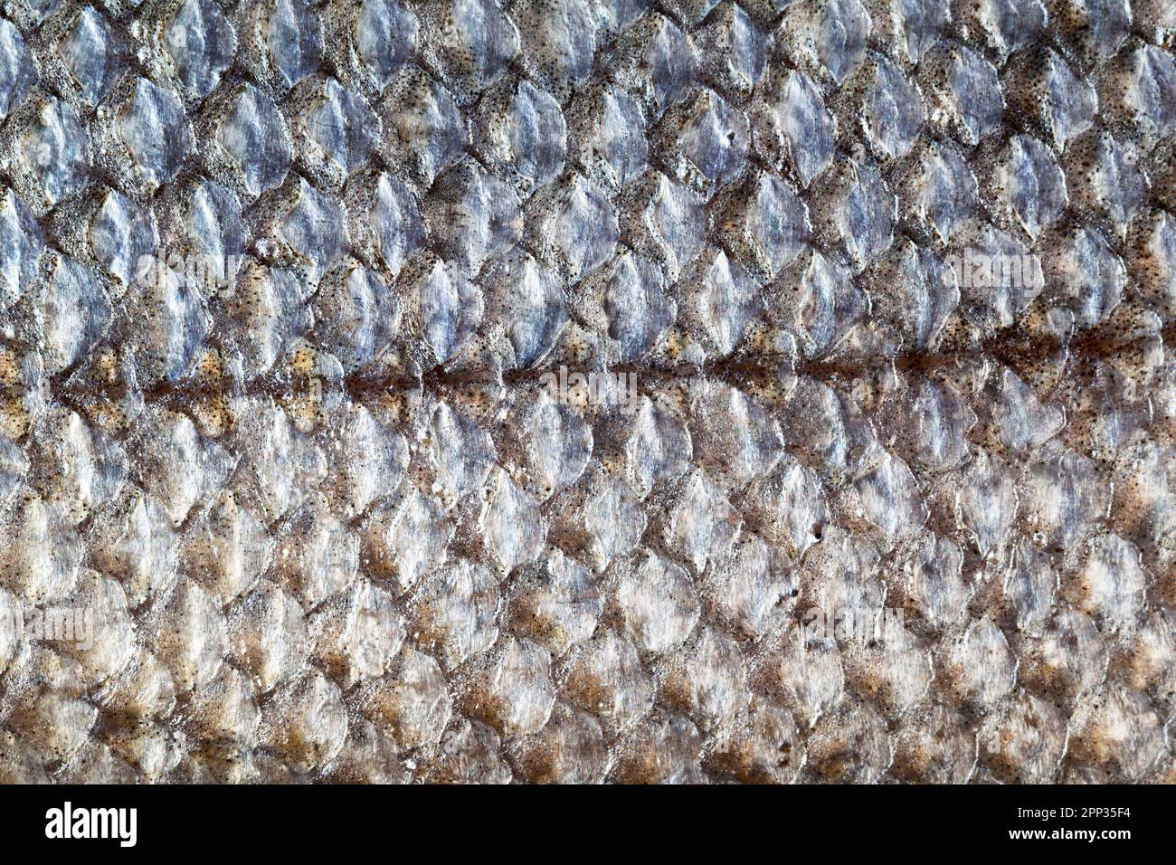 Fish skin scale background of salmon trout species Stock Photo Alamy