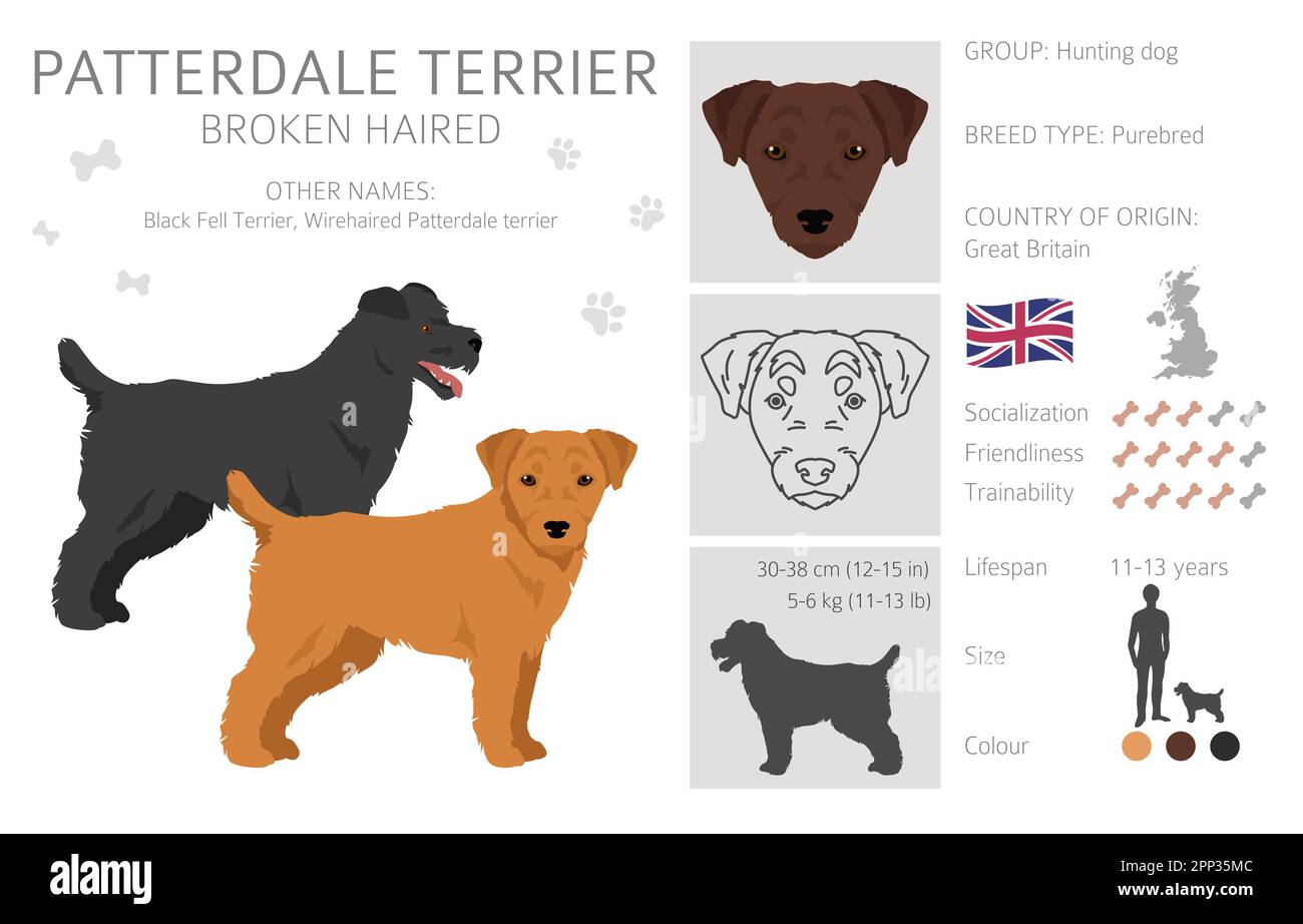 Patterdale terrier broken haired clipart. All coat colors set. All dog