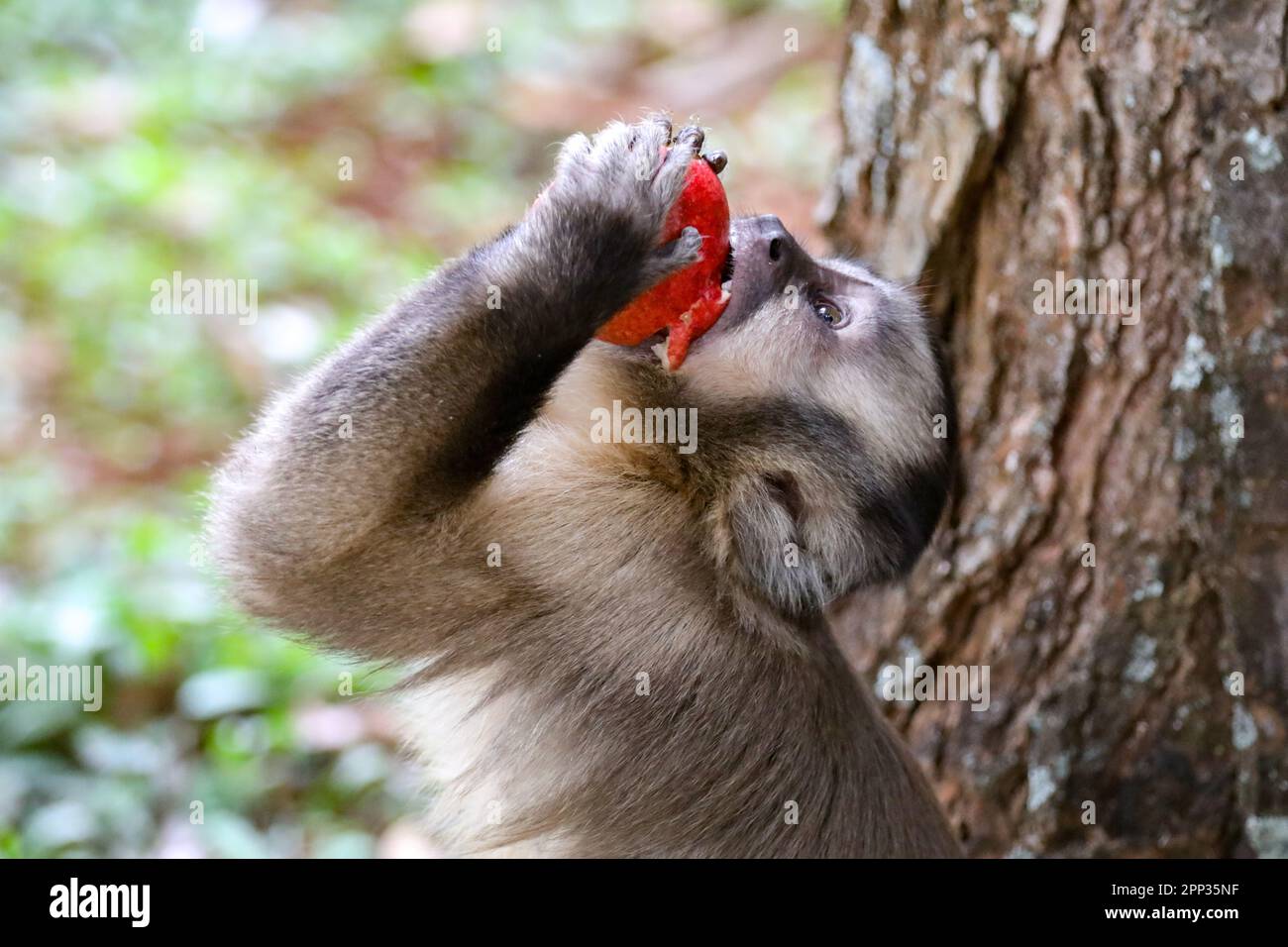 Capuchin monkey (sapajus), typical Brazilian monkey. Stock Photo