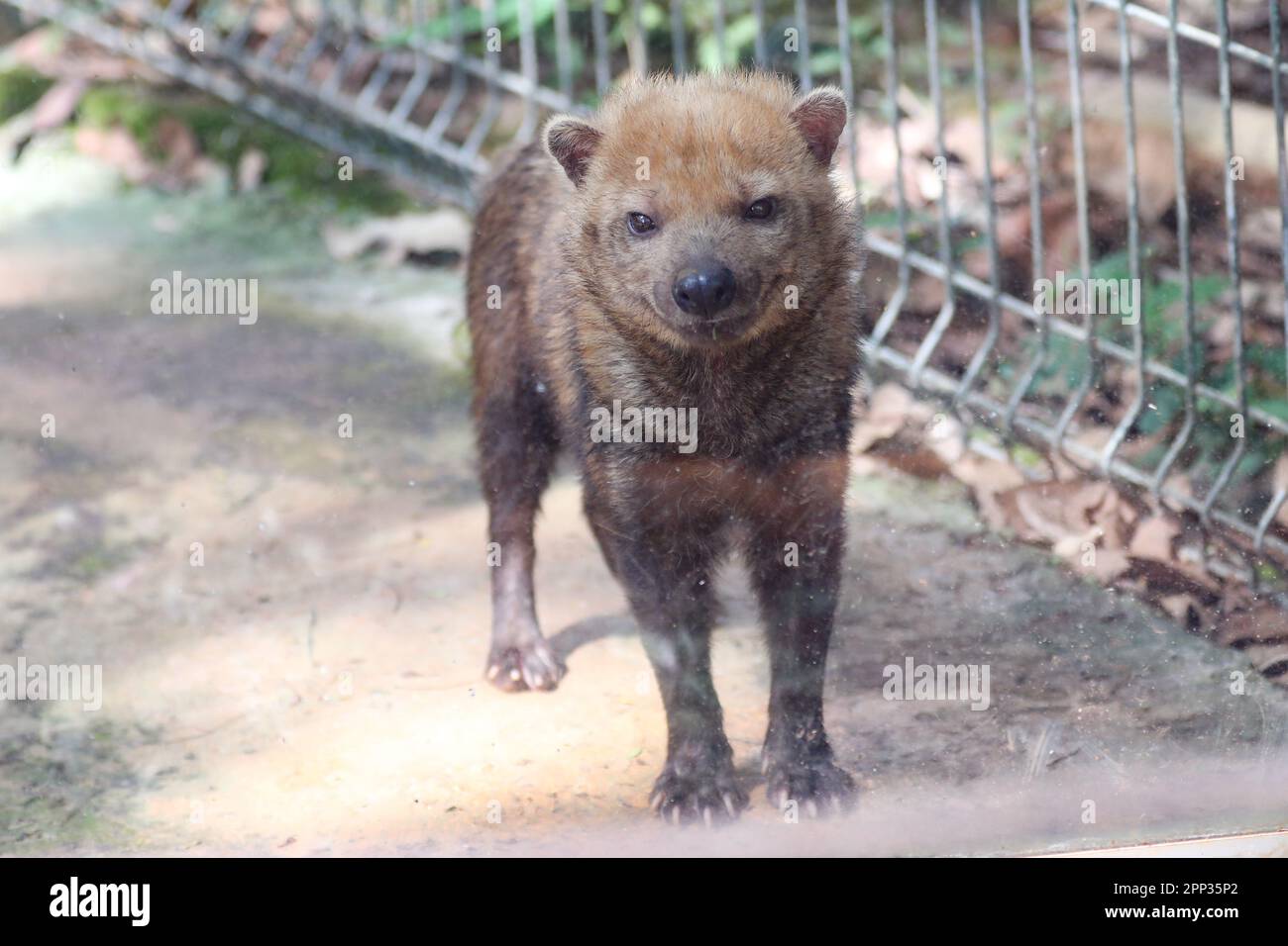 wild vinegar dog (Speothos venaticus) isolated in selective focus. vinegar fox Stock Photo