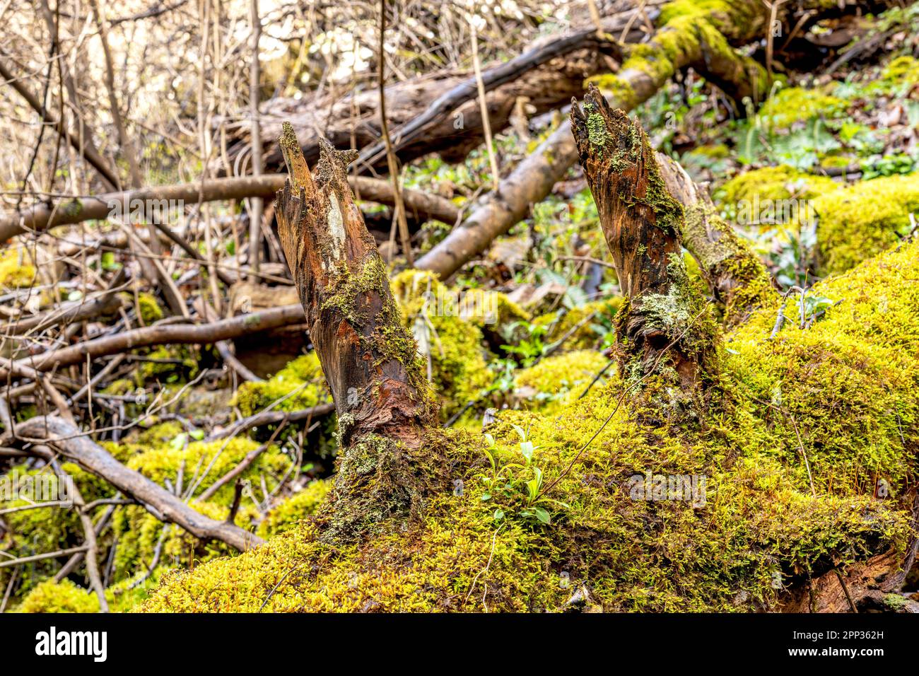 Boulders covered in bright green moss show the effects of erosion, fallen trees and ruggedness of a Tennessee forest. Stock Photo