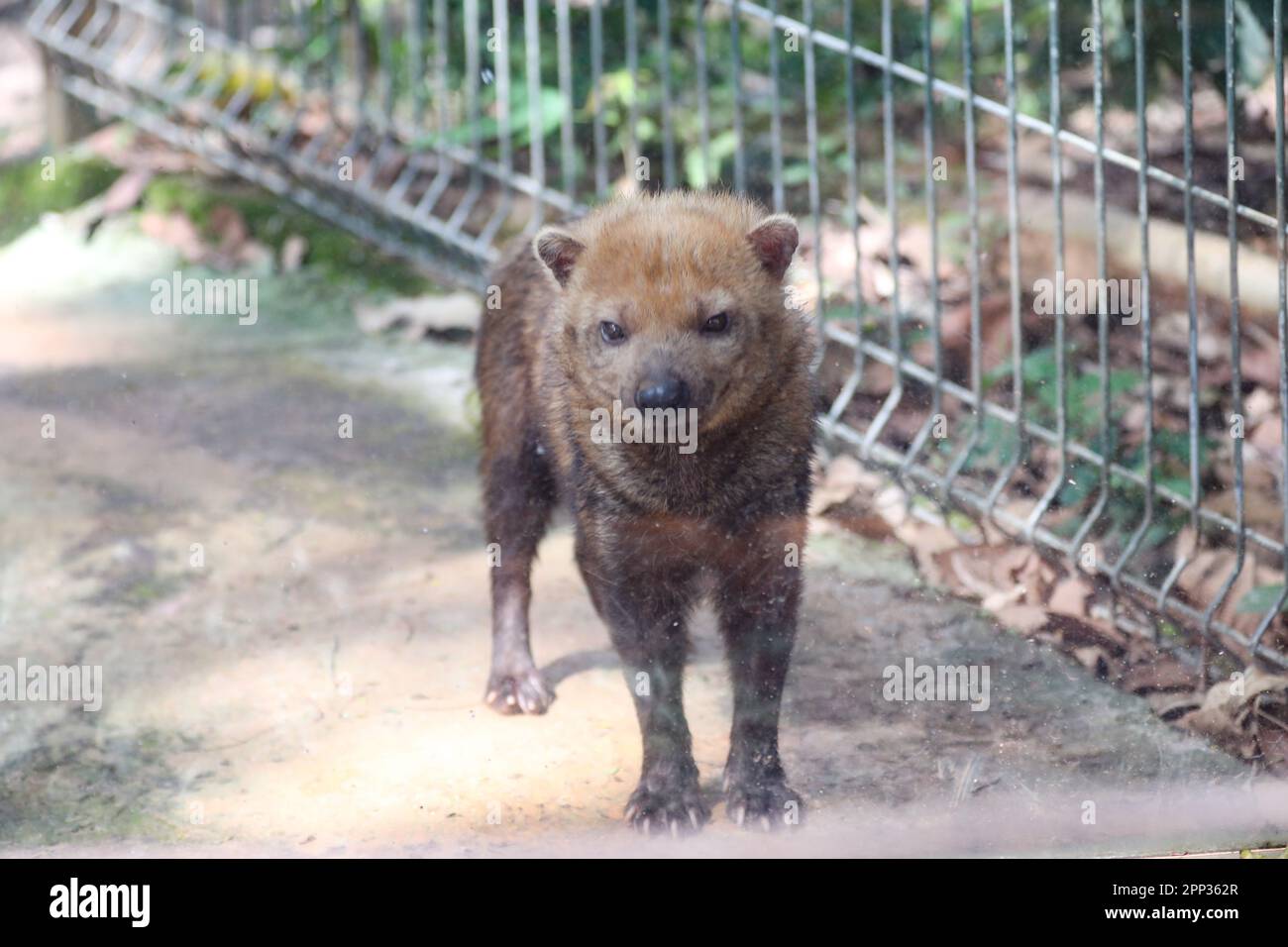 wild vinegar dog (Speothos venaticus) isolated in selective focus. vinegar fox Stock Photo